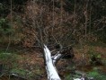 /album/fotogalerie2/teplice-strom-jpg/